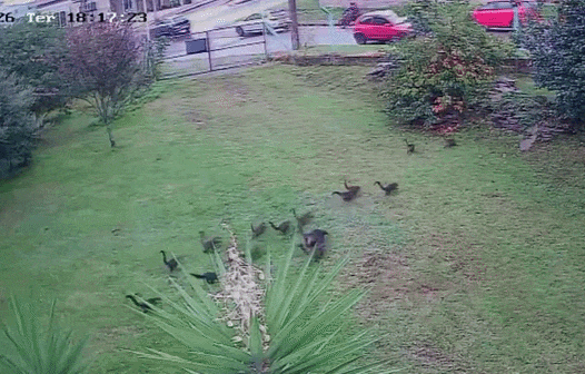 VÍDEO: Grupo de 30 quatis invade quartel para 'roubar' pessêgos em Passo Fundo