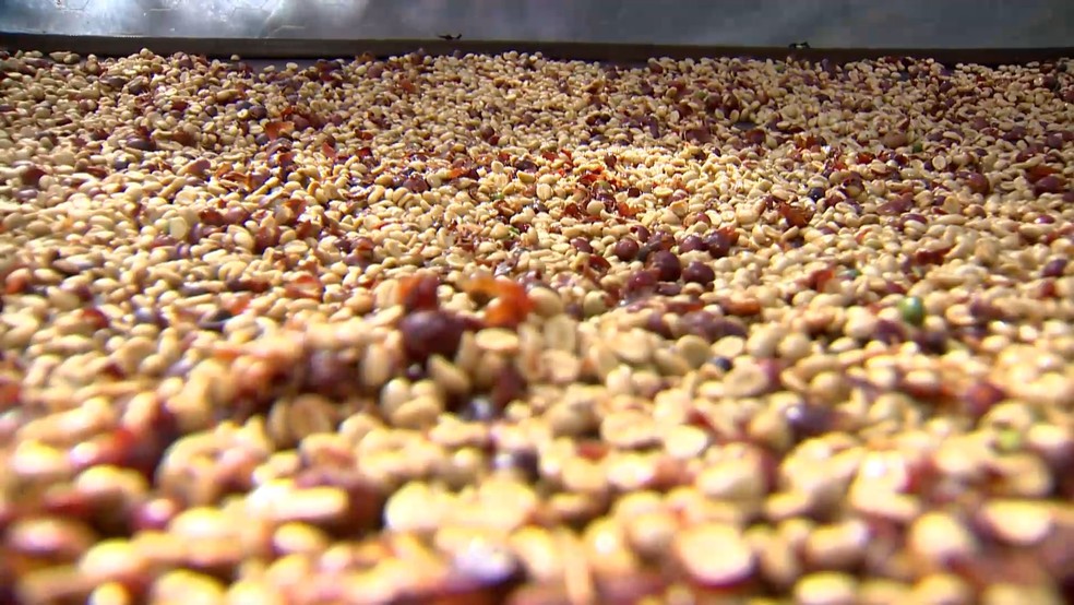 Colheita do café arábica começa no Espírito Santo e produção deve superar em mais de 1 milhão e meio a quantidade de sacas de 2023. — Foto: Ari Melo