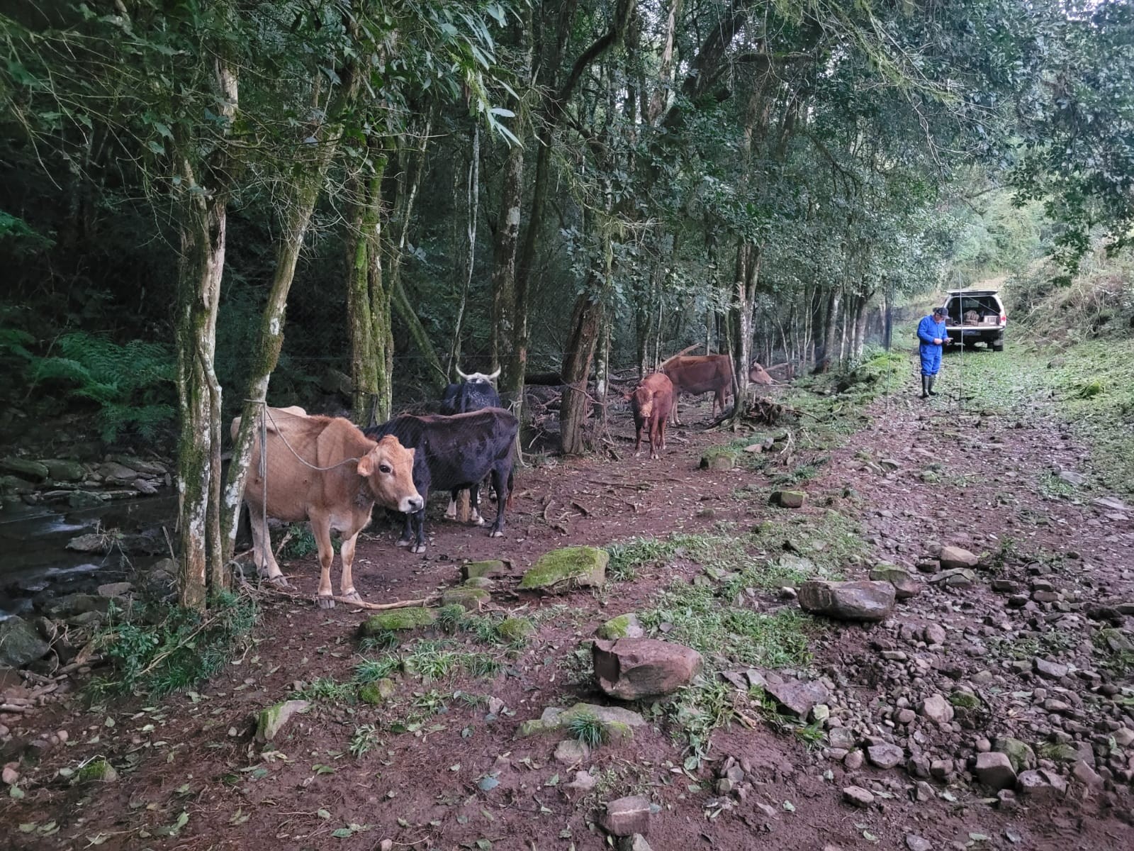 Surto de raiva herbívora mata 25 animais em propriedade no RS, confirma governo