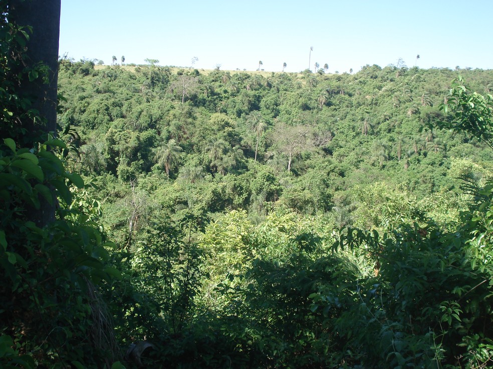 Esta&ccedil;&atilde;o Ecol&oacute;gica Mico-Le&atilde;o-Preto est&aacute; localizada no bioma Mata Atl&acirc;ntica &mdash; Foto: Divulga&ccedil;&atilde;o / Instituto Chico Mendes de Conserva&ccedil;&atilde;o da Biodiversidade