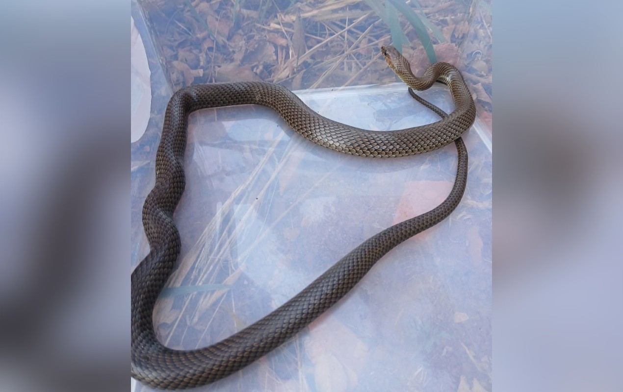 Cobra d’água é encontrada em quintal de casa e resgatada pela Defesa Civil em Taquarituba