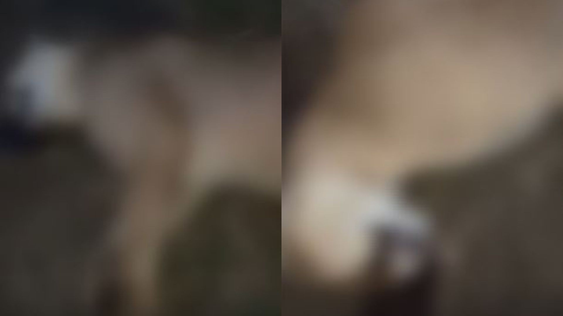Onça morre após ser atropelada na BR-060, em Alexânia