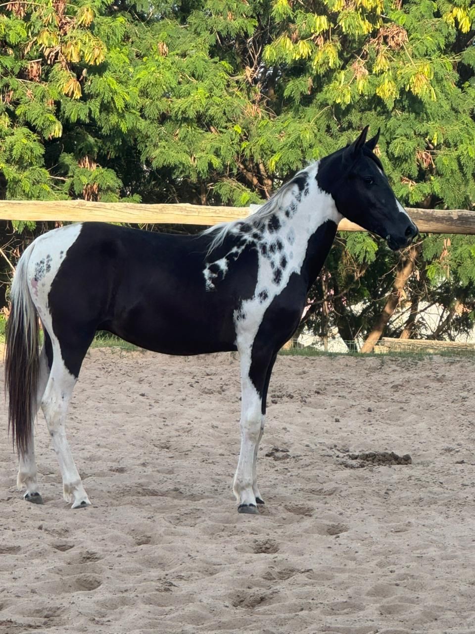 Você Não Tá Convidada pro Meu Bat Mitzvá!
