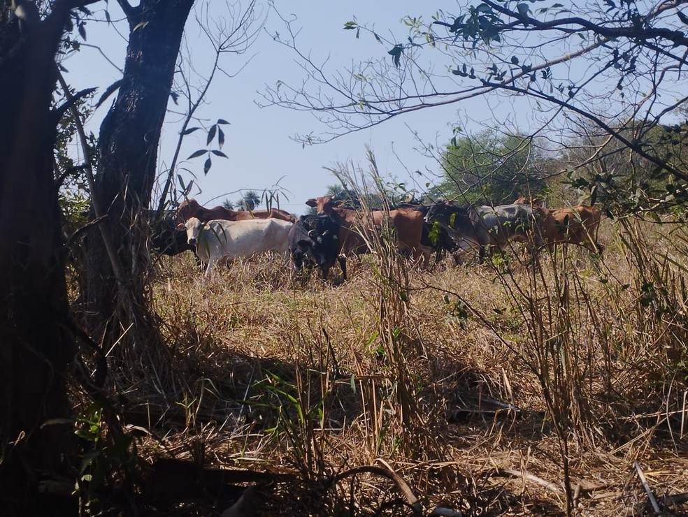 Idoso é multado em R$ 5,5 mil por pastoreio de gado em APP, em Rosana (SP) — Foto: Polícia Ambiental