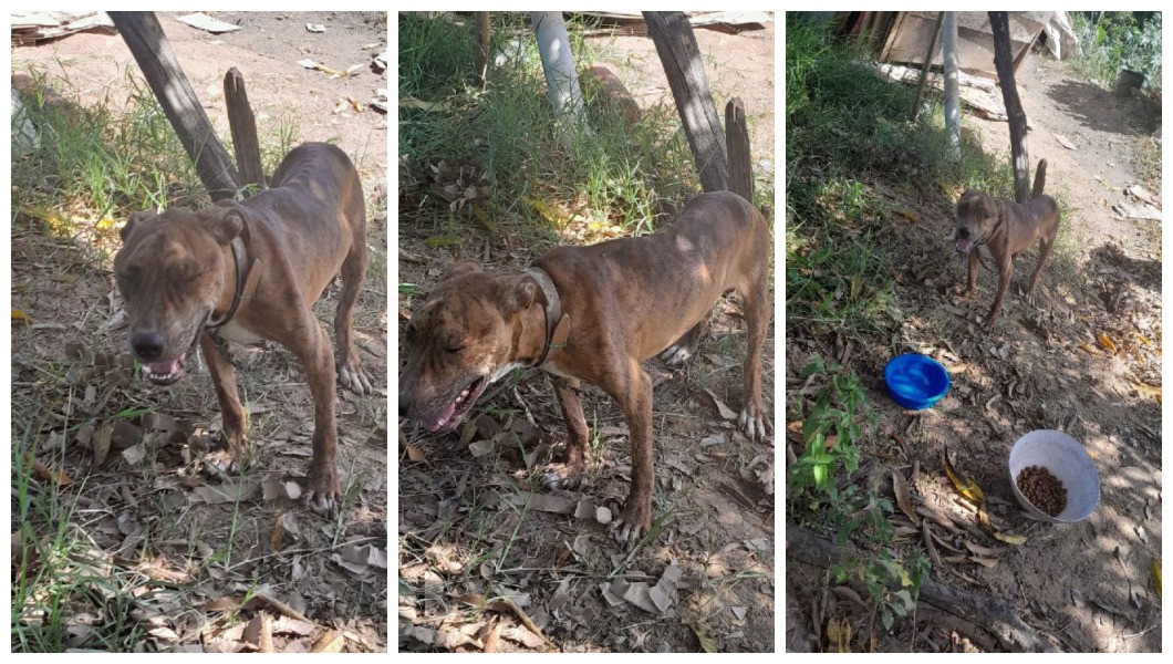 Idoso é preso por maus-tratos ao deixar cão amarrado sem comida e sem água em Rio Claro