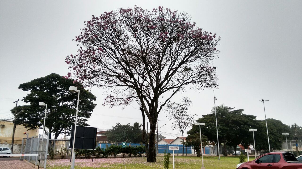 Massa de ar polar: Campo Grande tem a menor temperatura máxima do ano