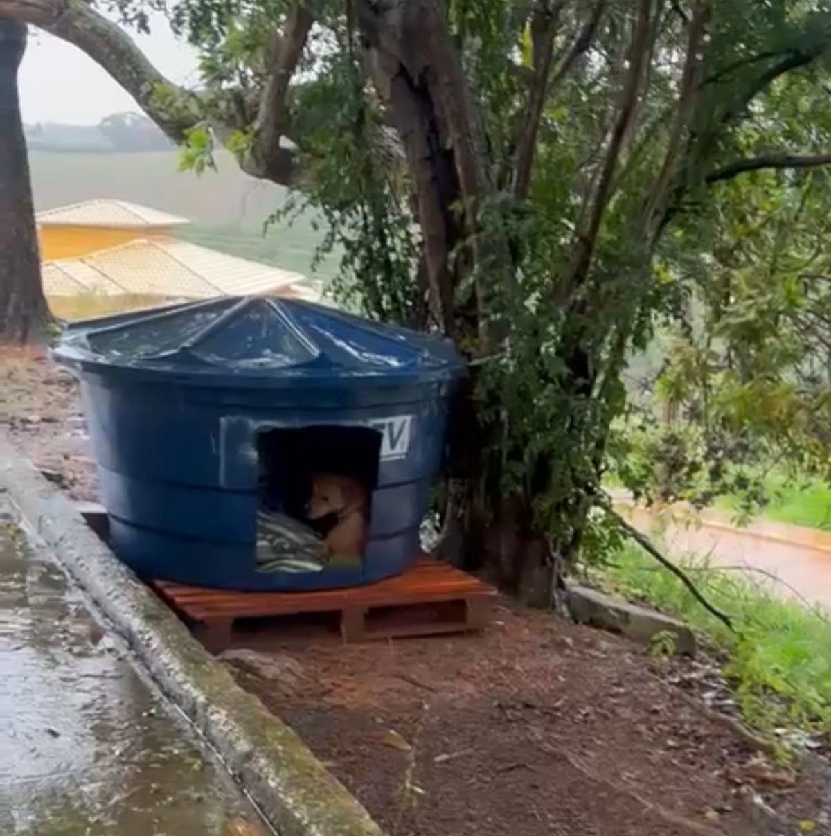 'Queria proporcionar um pouco de alegria na vida dele', diz cuidadora de cachorro comunitário encontrado morto com sinais de envenenamento em MG