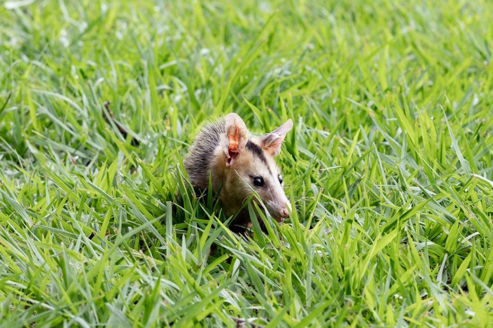 Mãe gambá foi o terceiro animal a ganhar liberdade — Foto: Sema