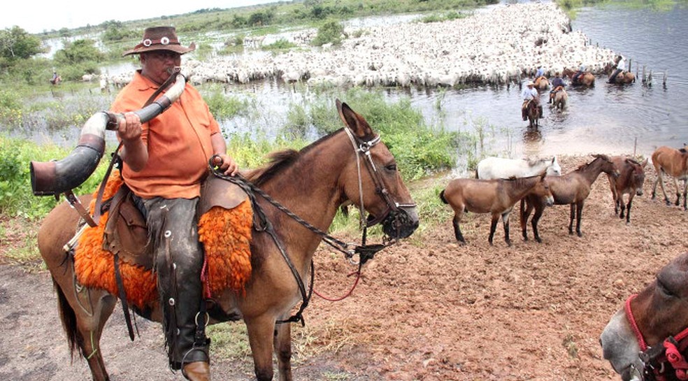 G1 - No Pantanal de MS, cavalgada entre fazendas pode durar até uma semana  - notícias em Mato Grosso do Sul