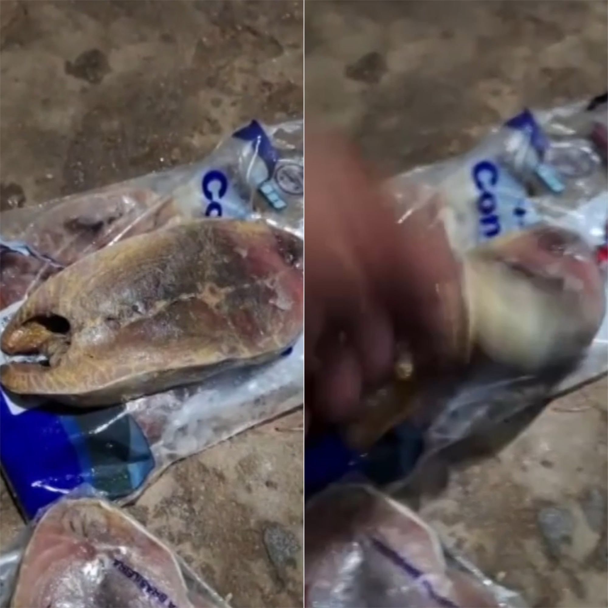 Moradores passam mal após comerem peixes distribuídos para Semana Santa no RN; prefeitura investiga