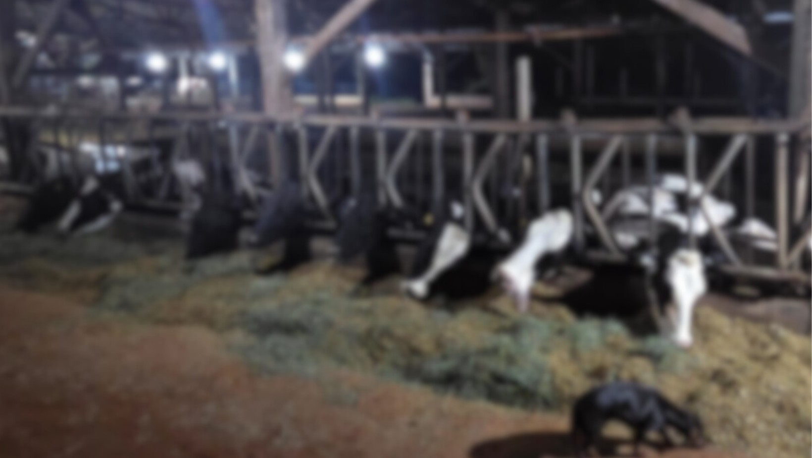 Curto-circuito em propriedade rural mata 32 vacas no interior do Paraná