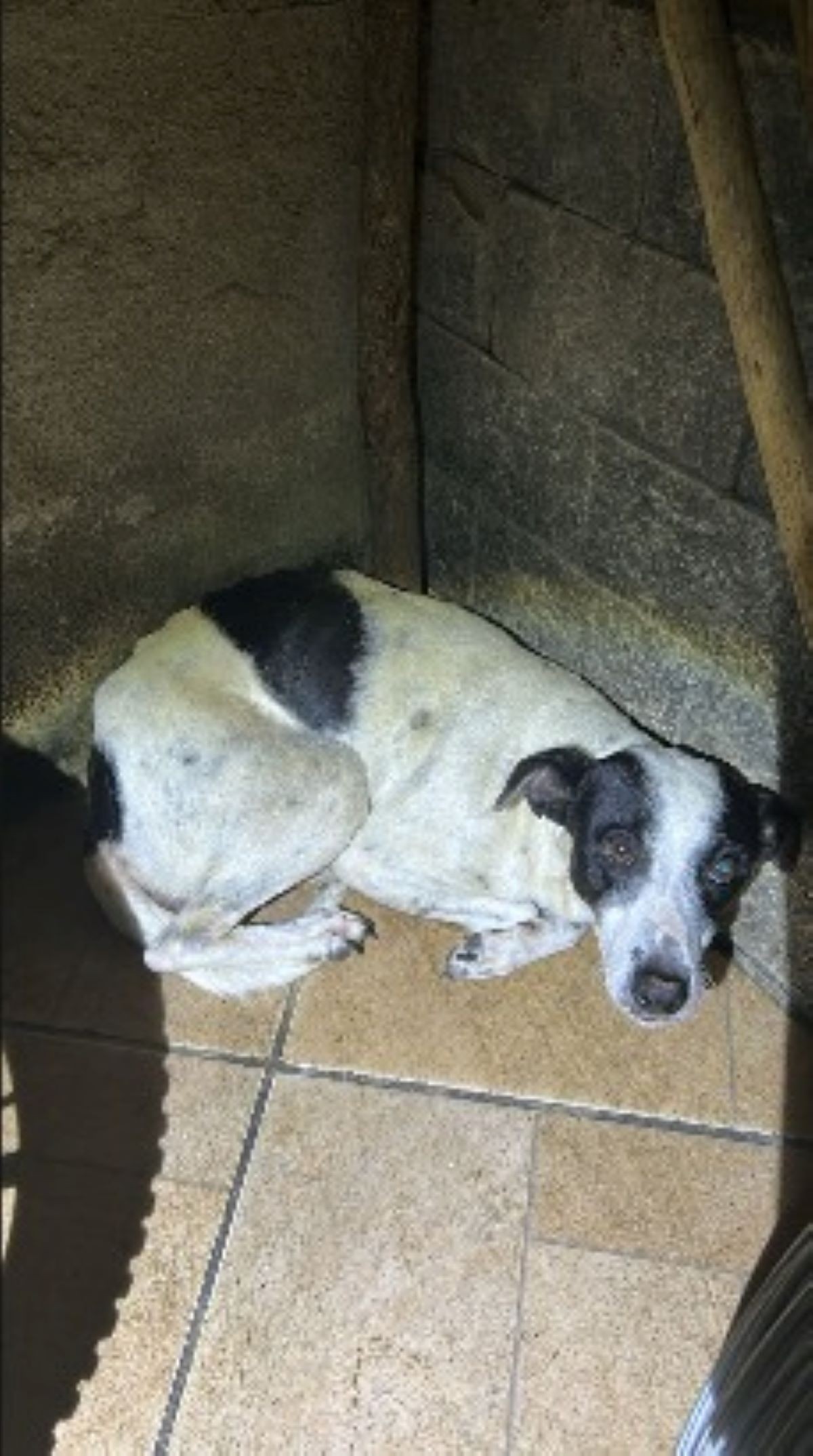 Homem é preso por suspeita de maus-tratos a animais e guarda ilegal de aves silvestres em Piraí
