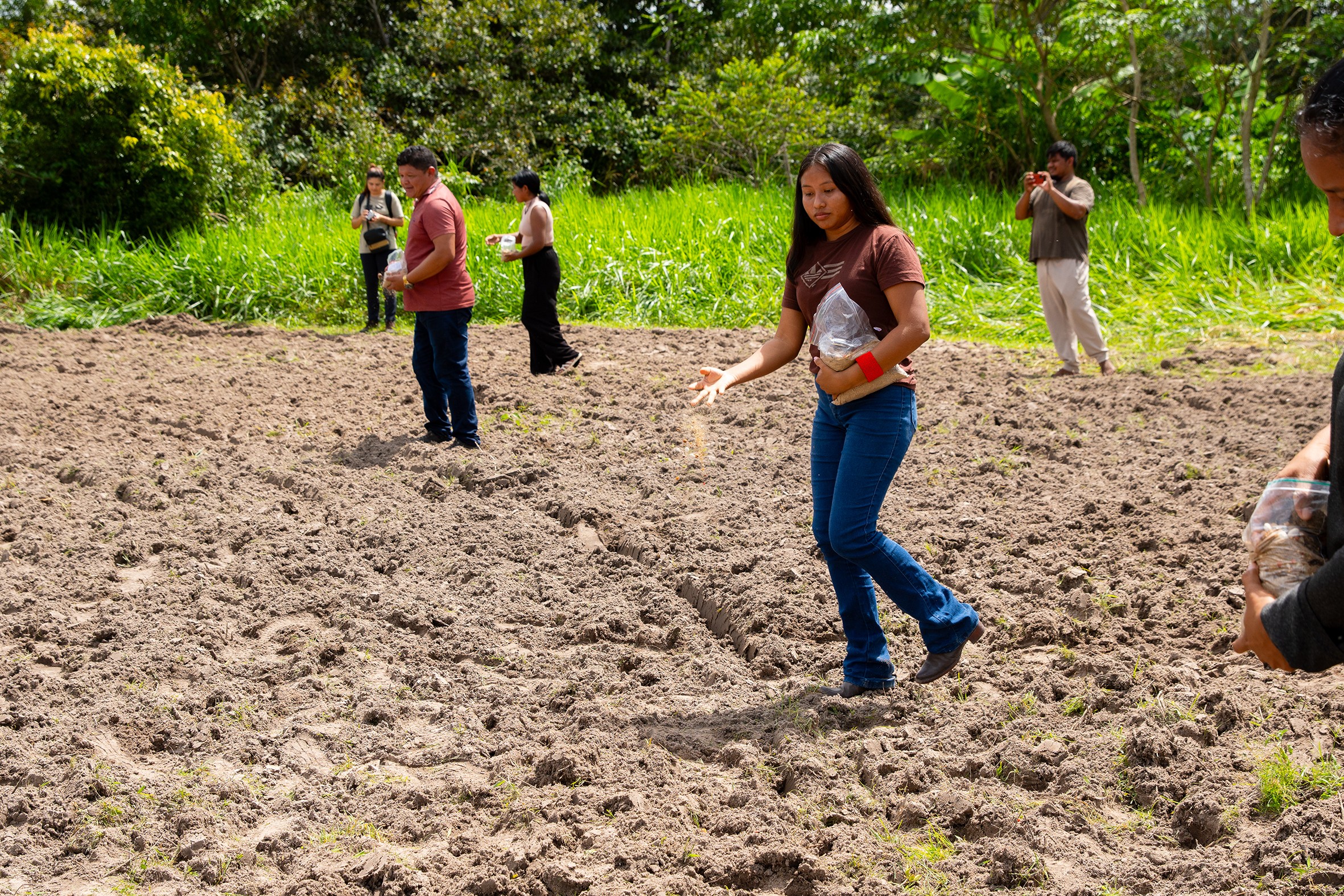 Indígenas fazem plantio inédito com método que ajuda a restaurar áreas devastadas em Roraima