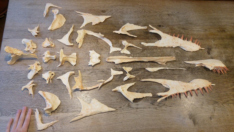 Reprodução dos ossos do crânio do Irritator challengeri impressos por uma impressora 3d — Foto: Reprodução/Twitter/Olof Moleman
