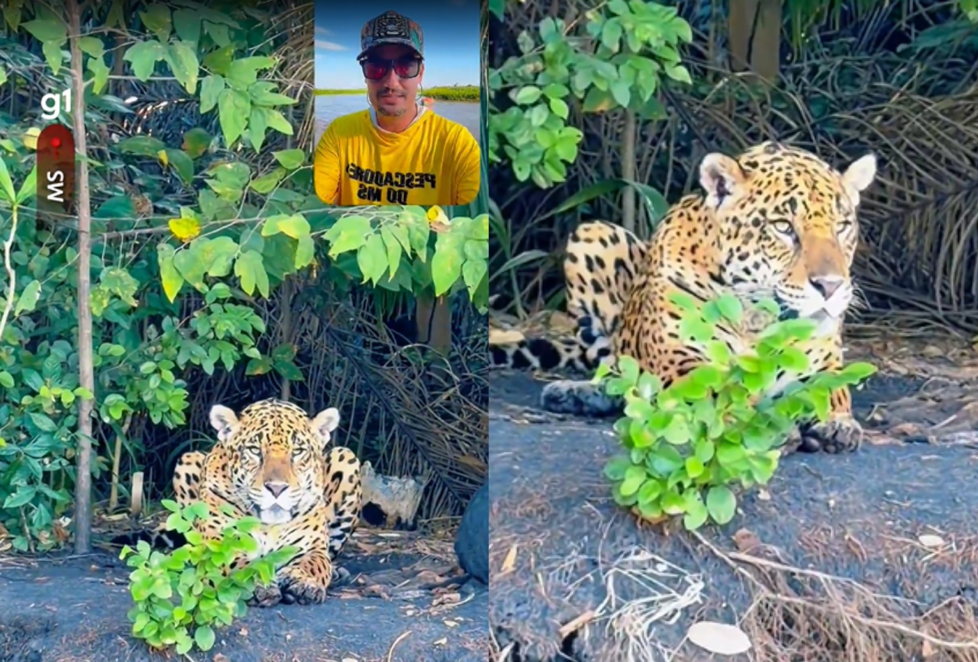 Pescador fica cara a cara com onça-pintada durante expedição de 300 km pelo Pantanal de MS