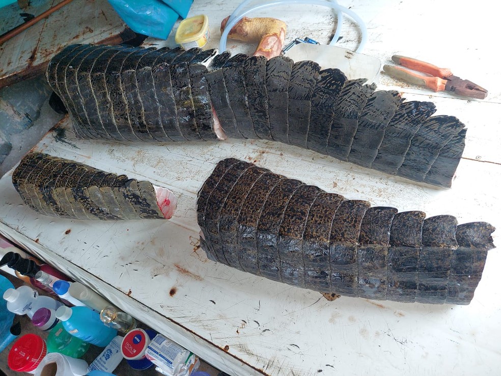 Apreensão de mais de 1 tonelada de pescado no Vale do Javari — Foto: Divulgação/Ibama