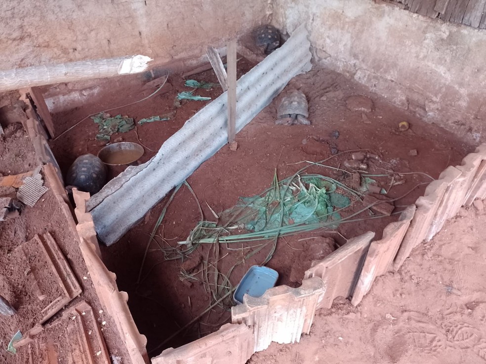 Ocorrência foi registrada no Distrito de Jaciporã, em Dracena (SP) — Foto: Polícia Militar Ambiental