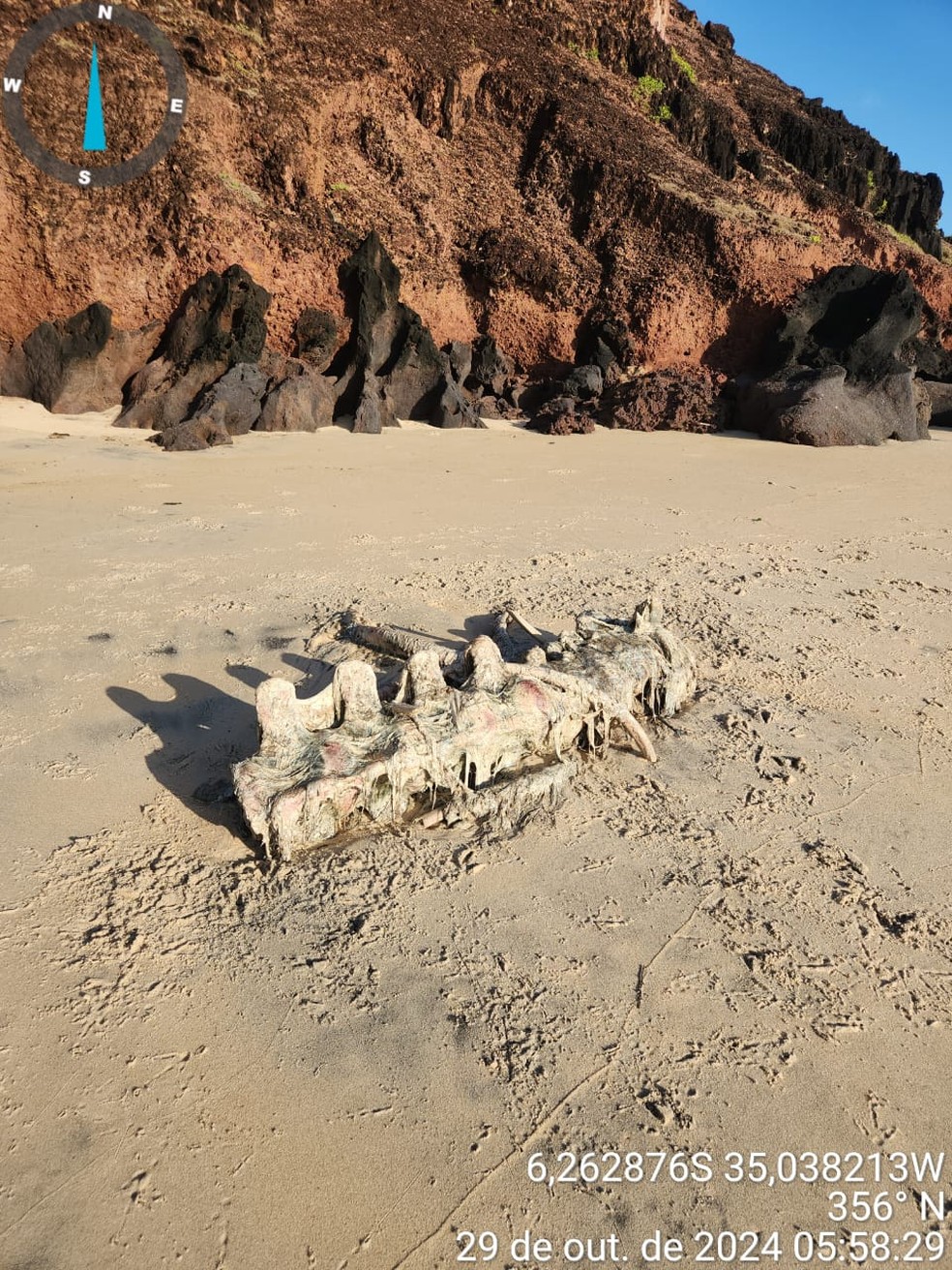 Ossada de animal encontrada na praia de Pipa, no RN — Foto: Cemam/Cedida