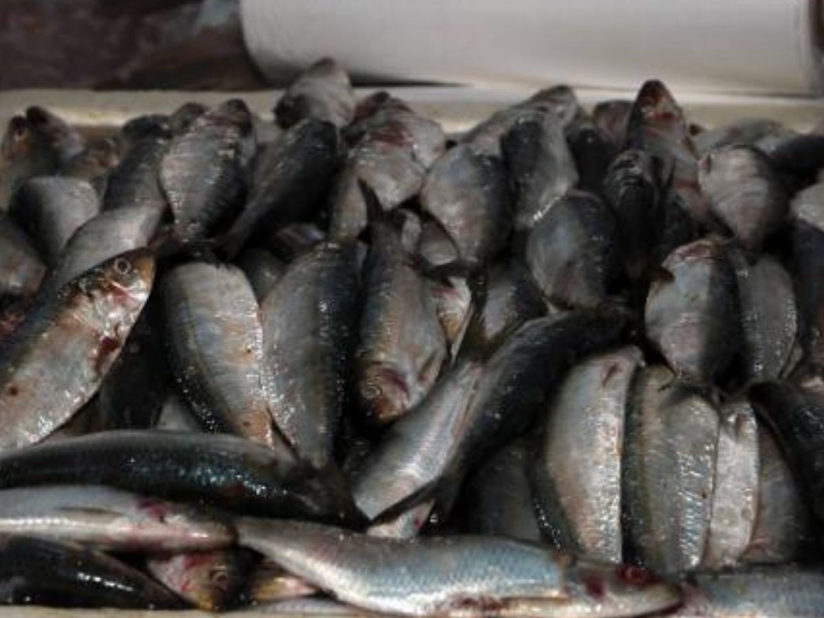 Mercado do Peixe realiza Festival da Sardinha com preços a partir de R$ 12,99; confira