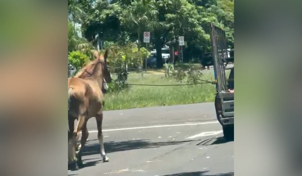 Motorista é multado em R$ 6 mil após ser flagrado puxando cavalos amarrados a carro pelo pescoço — Foto: Reprodução/Polícia Ambiental