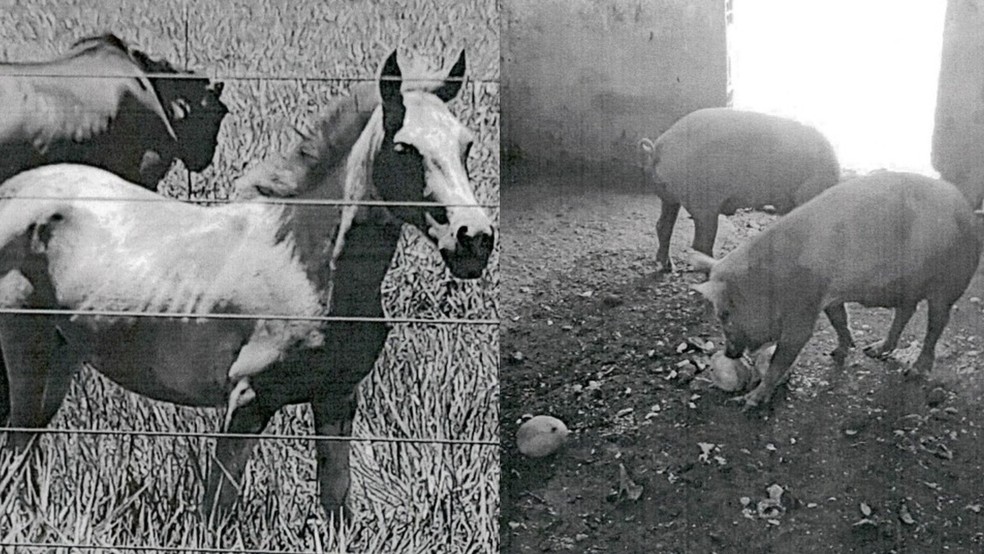 Animais encontrados na fazenda, em 2021. — Foto: Reprodução