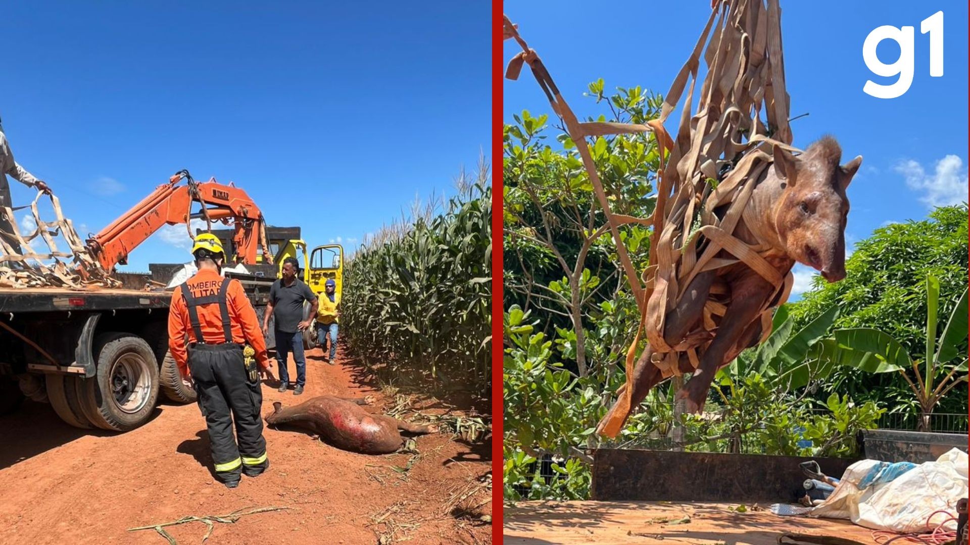 VÍDEO: anta de 300 kg é resgatada com ferimentos às margens da BR-163 em MT