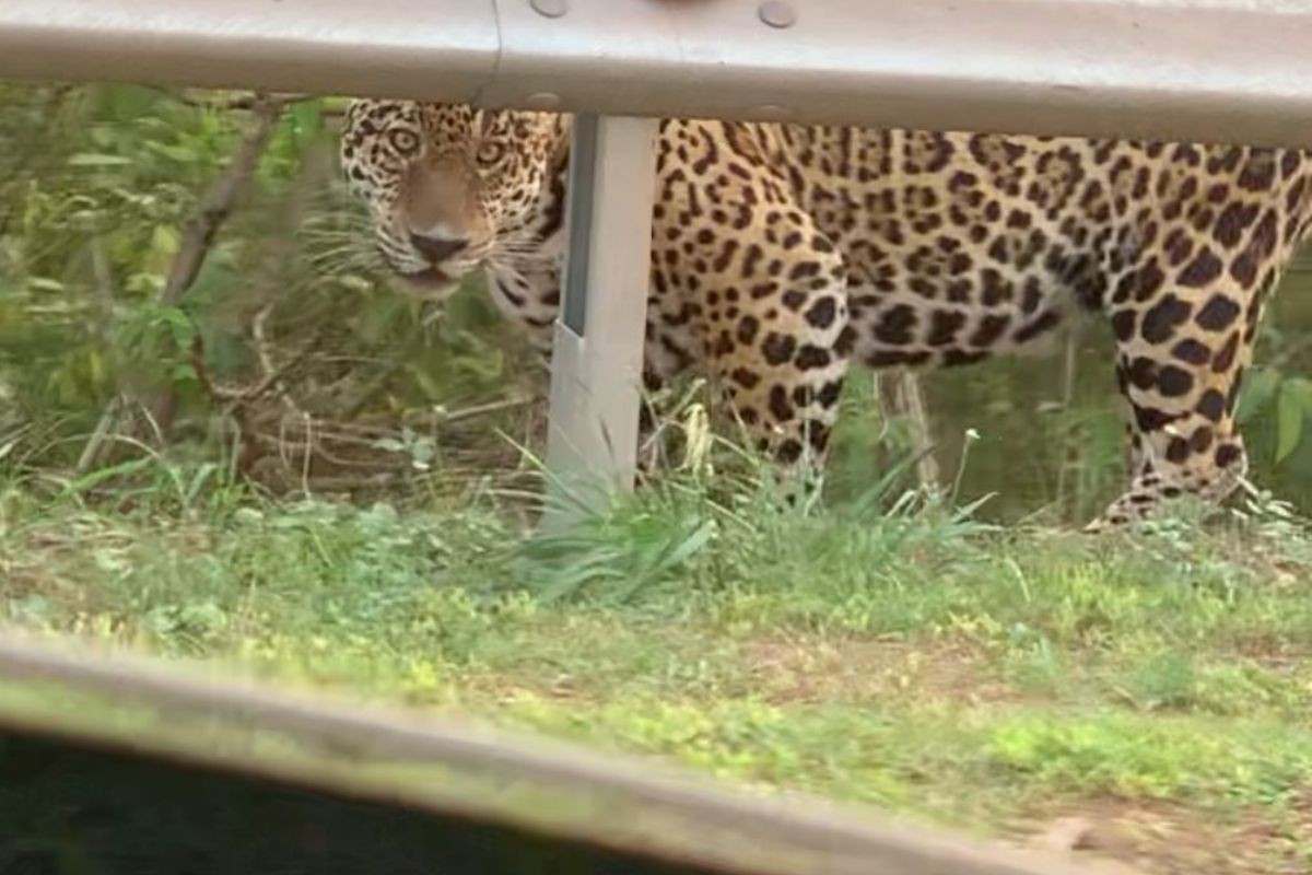 VÍDEO: nutricionista realiza sonho de infância ao ver onça-pintada de perto em Corumbá (MS)