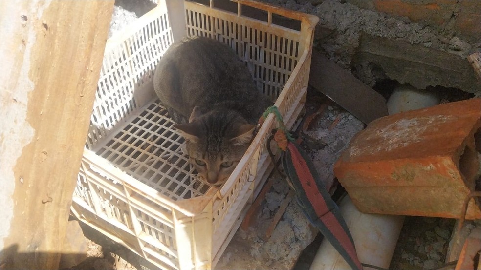 Gatos foram encontrados acorrentados — Foto: Guarda Civil Municipal