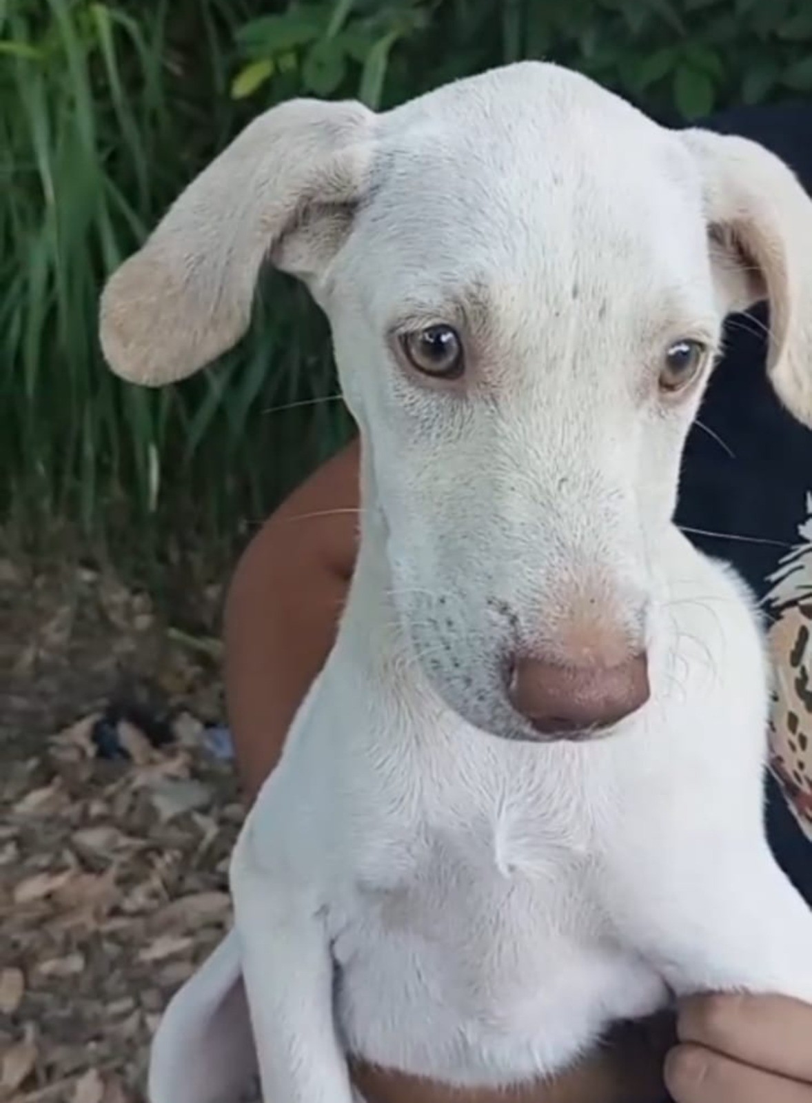 Homem é preso após agredir filhote de cão com galho de árvore e água gelada em Piraí