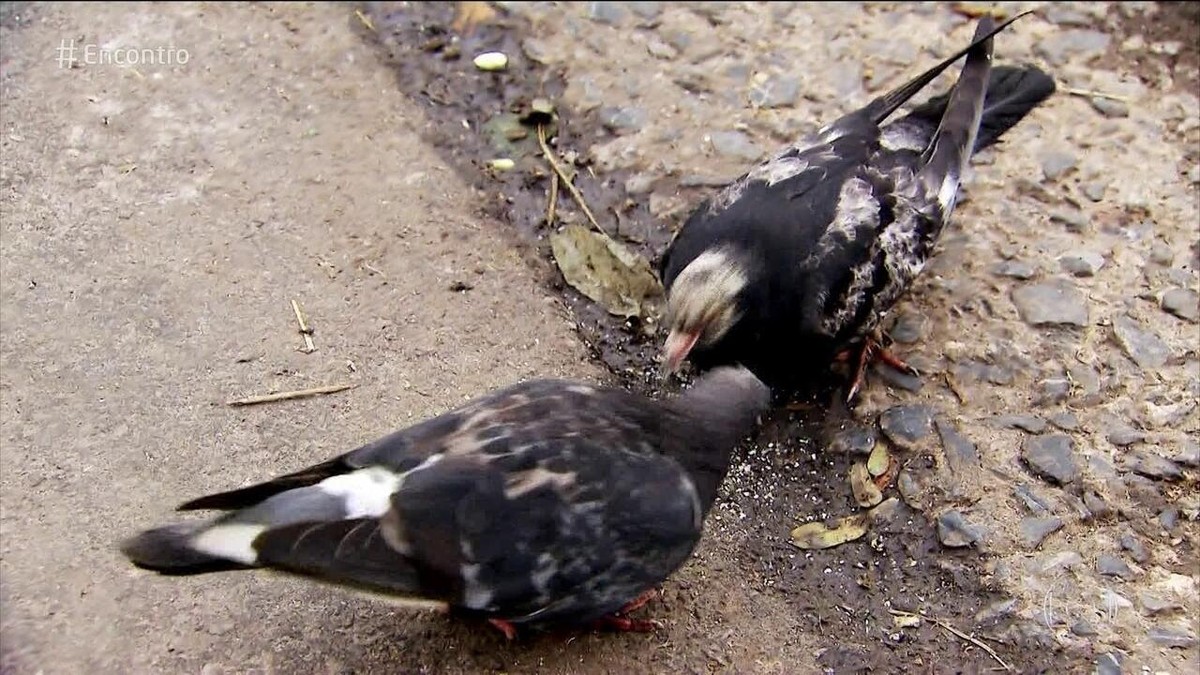 Pombo transmite doença: mito ou verdade? Descubra