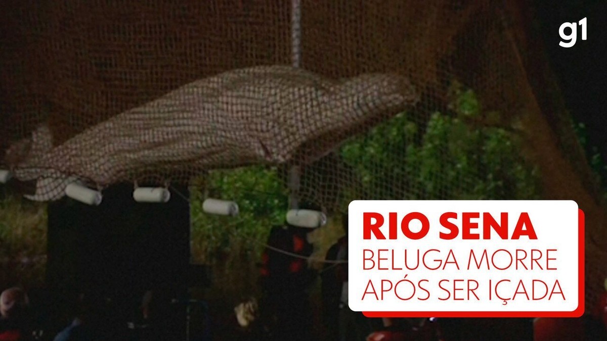 MORREU a BALEIA BELUGA encontrada no RIO SENA 