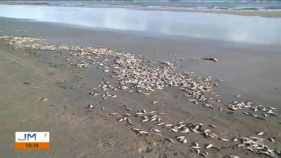 Sardinhas mortas na praia exalam mau cheiro e preocupam pescadores — Foto: Reprodução/TV Mirante