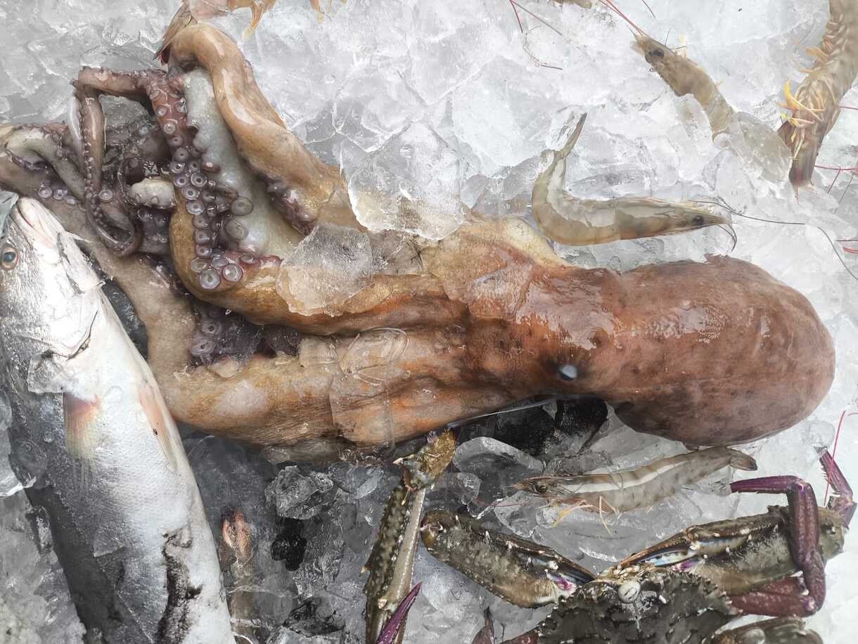 Mais de 30 kg de pescados são apreendidos durante fiscalização contra pesca ilegal em Angra dos Reis