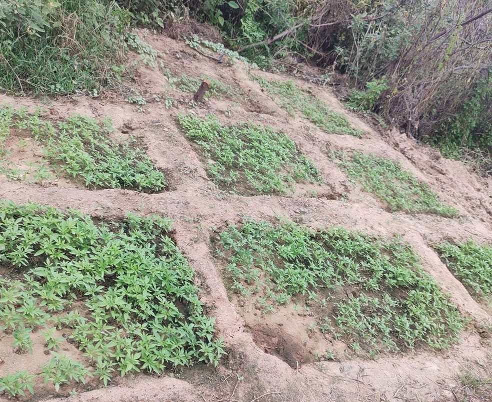 Pés de maconha apreendidos em Curaçá, no norte da Bahia — Foto: Divulgação/SSP-BA