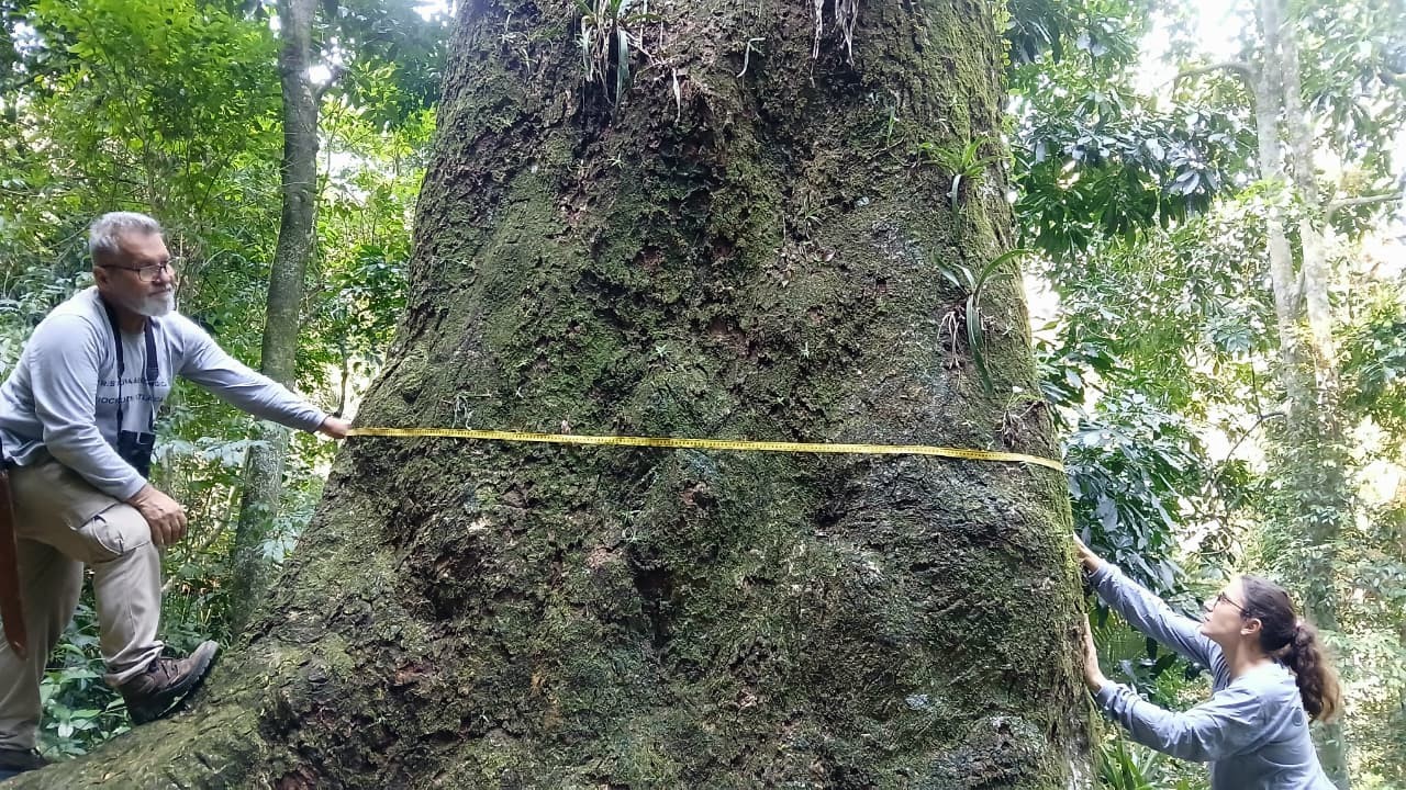 Gigante da floresta: jequitibá-rosa centenário é registrado no Rio de Janeiro