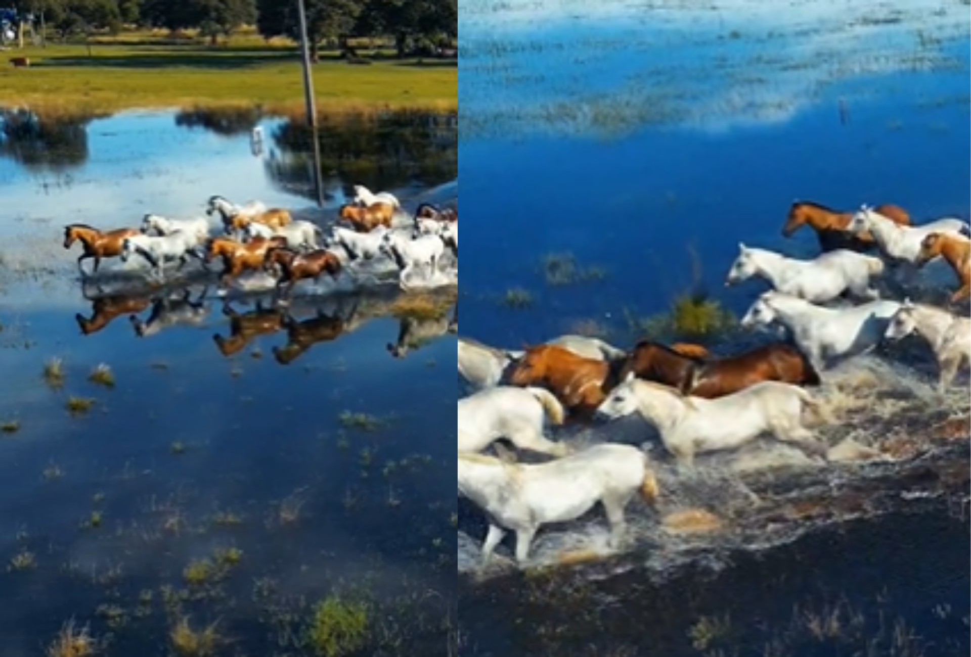 Beleza e história: cena impressionante de cavalos atravessando área alagada destaca tradição pantaneira