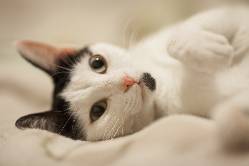 Estudo indica que interação com pets melhora o humor, mas não reduz o estresse dos donos