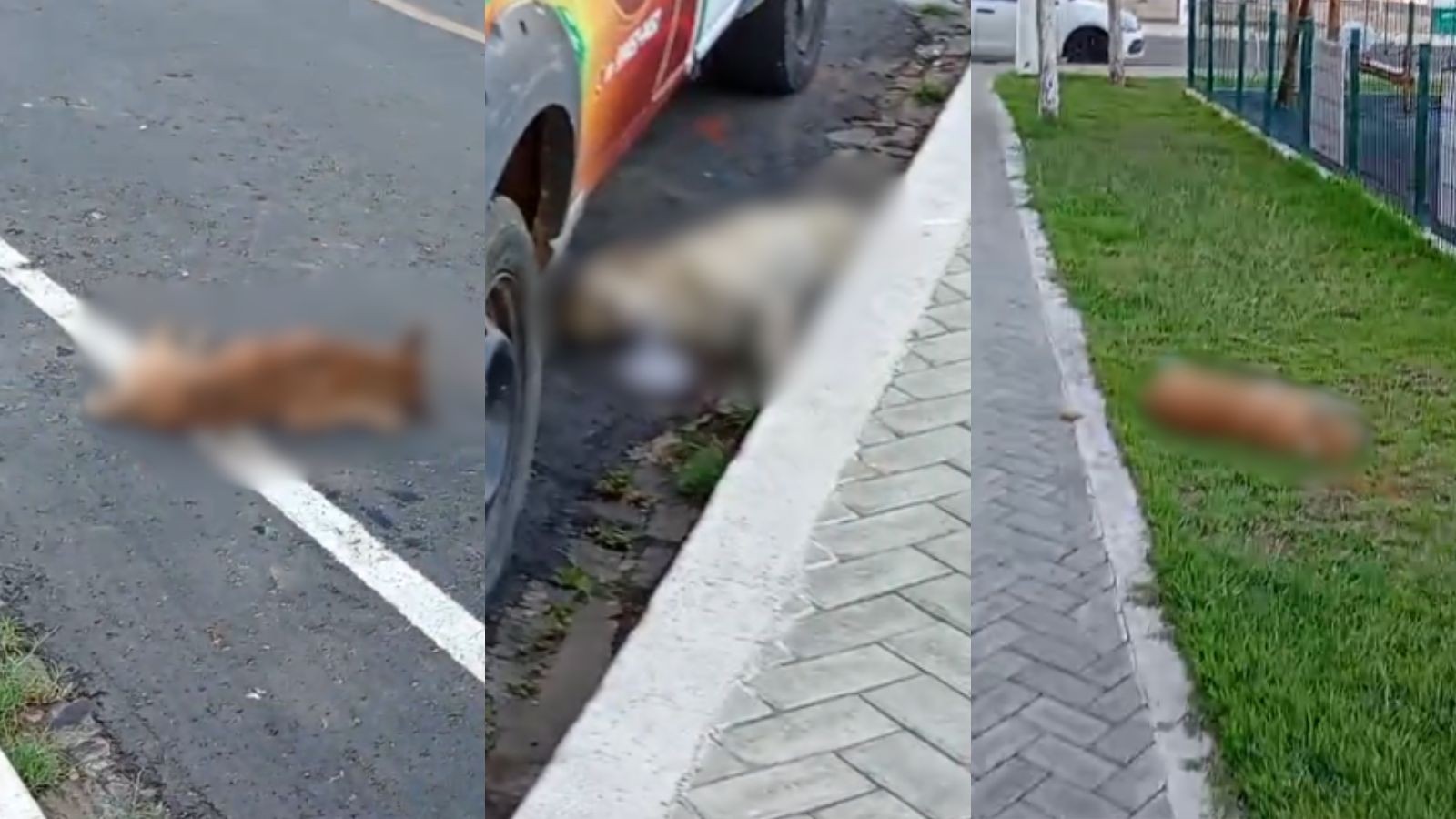 Dez cães são encontrados mortos no interior do PI; polícia investiga suspeita de envenenamento