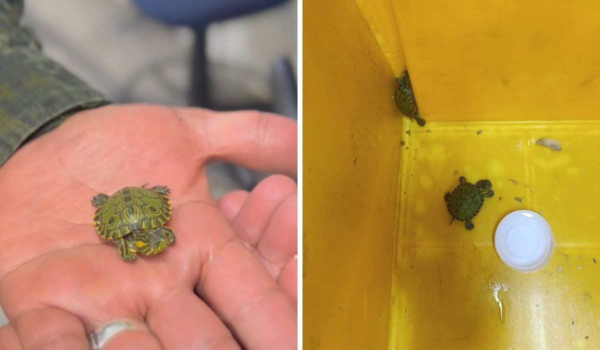 Você Não Tá Convidada pro Meu Bat Mitzvá!