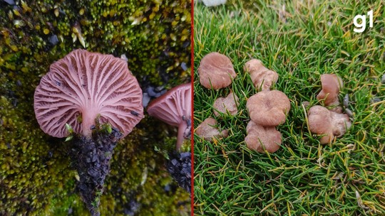 Fungo no gelo: brasileiros descobrem quatro novas espécies de cogumelo na Antártica - Cogumelos antárticos resistem a condições extremas e são essenciais para o equilíbrio ecológico do continente, dizem pesquiadores.