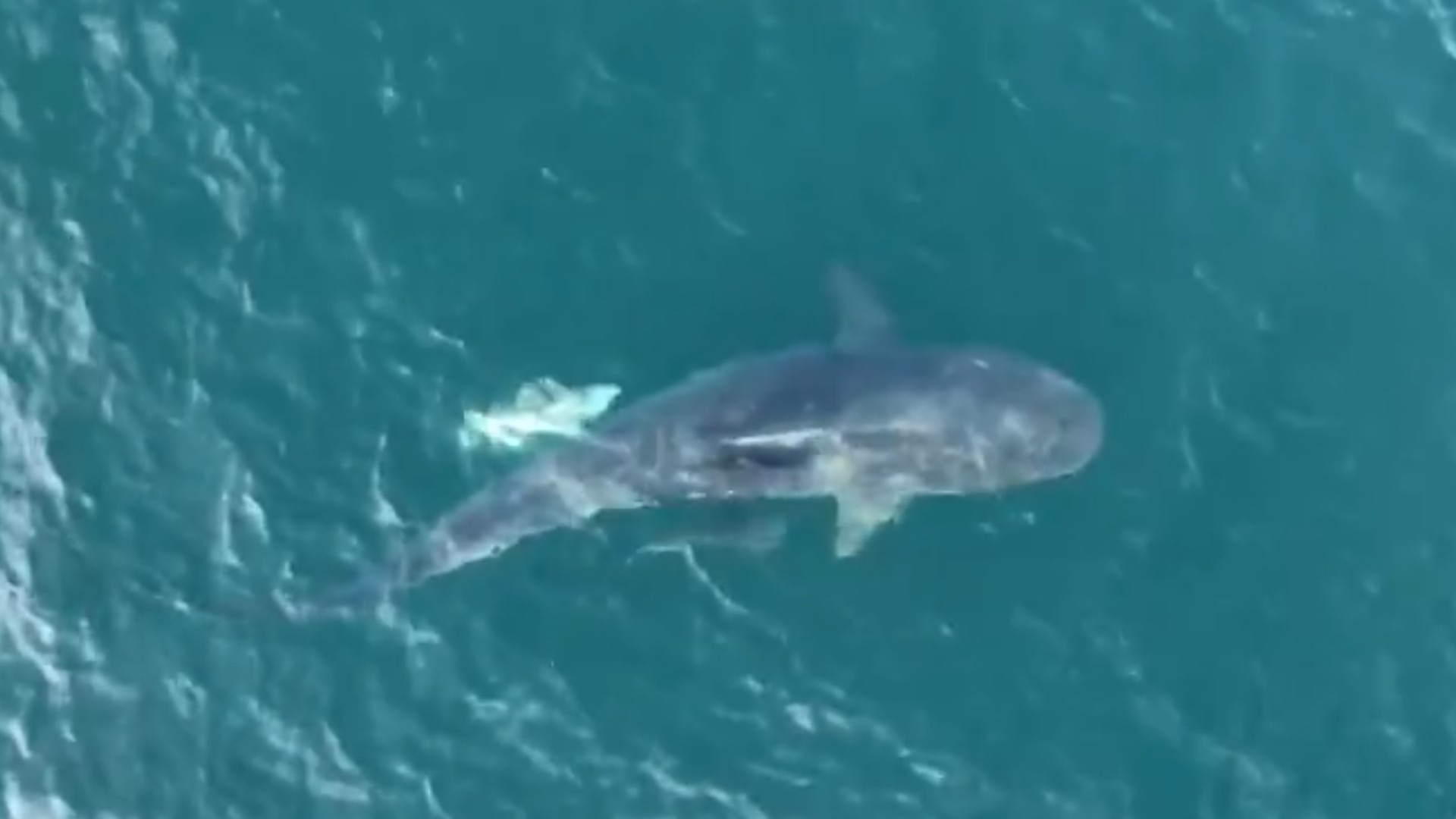 Quase 100 tubarões-tigre são identificados na baía de Ilha Grande, no RJ