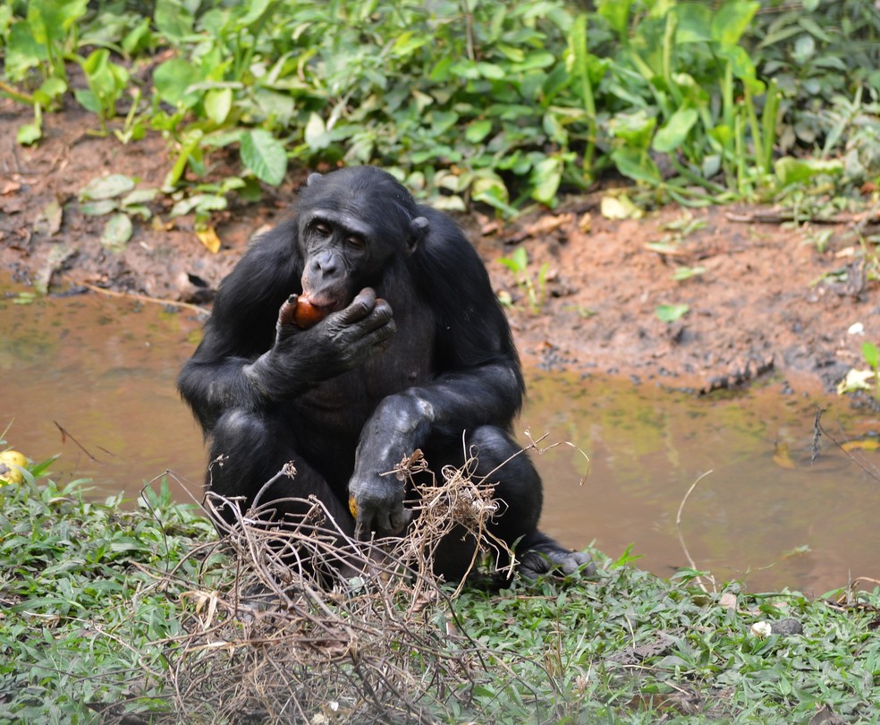 Macaco Chimpanzé Jardim Zoológico - Foto gratuita no Pixabay - Pixabay