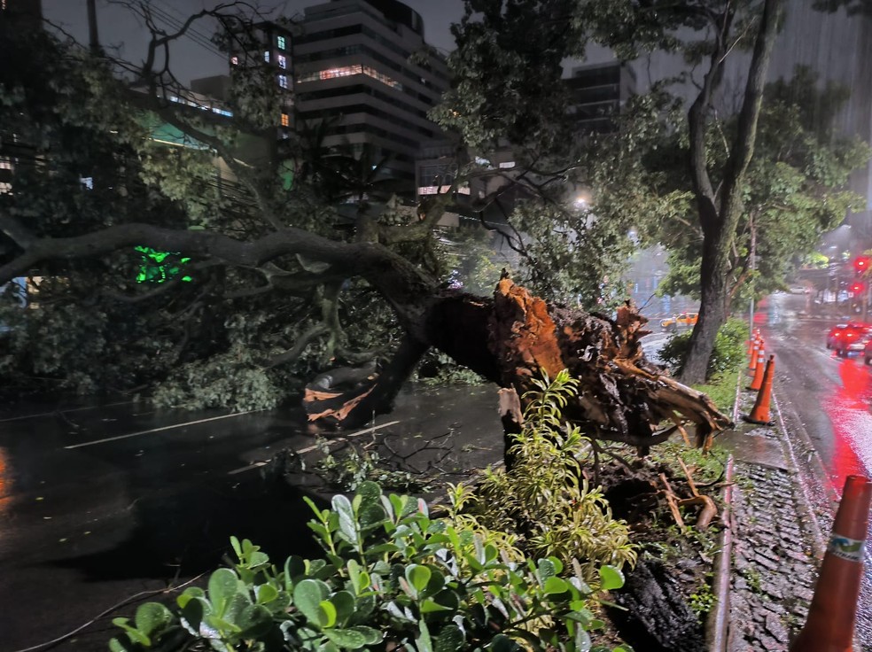 Força da água arrancou árvores de grande porte pela raiz na Avenida do Contorno — Foto: Henrique Campos/TV Globo