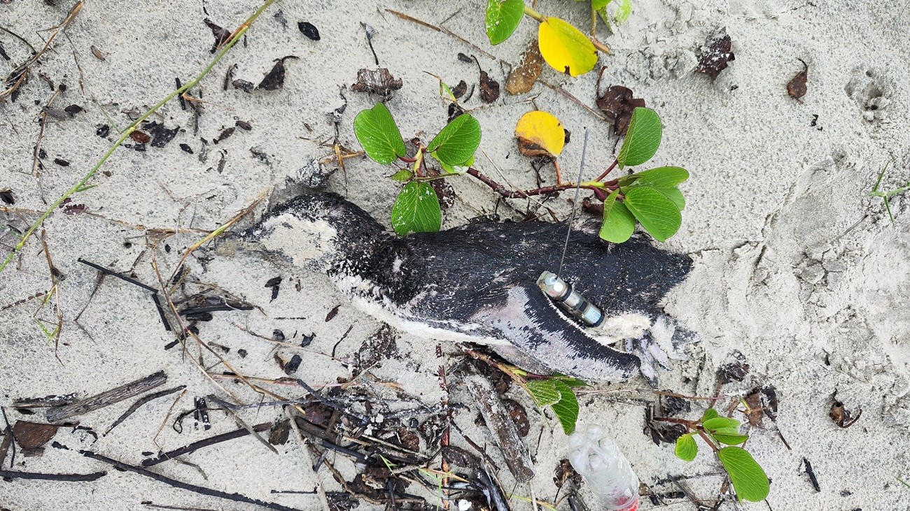Pinguim com rastreador é encontrado morto em SC após encalhar 2 vezes em praias brasileiras