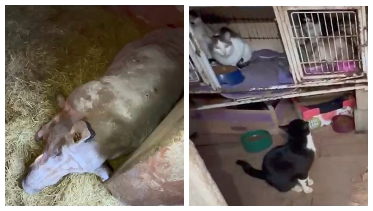 Polícia encontra 100 animais em situação de maus-tratos em ONG de SP; veterinária é investigada