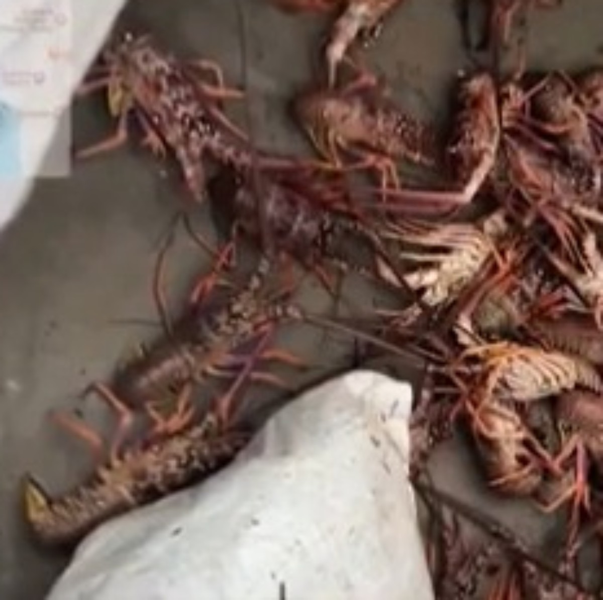 Policiais militares apreendem 450 kg de lagosta pescados ilegalmente no sul da Bahia 