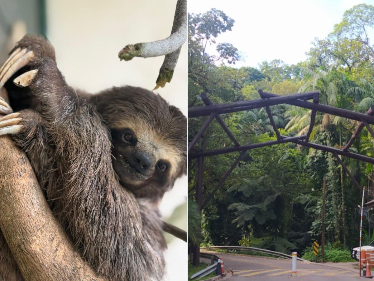 Preguiça atropelada é devolvida à natureza após cirurgia de amputação; VEJA