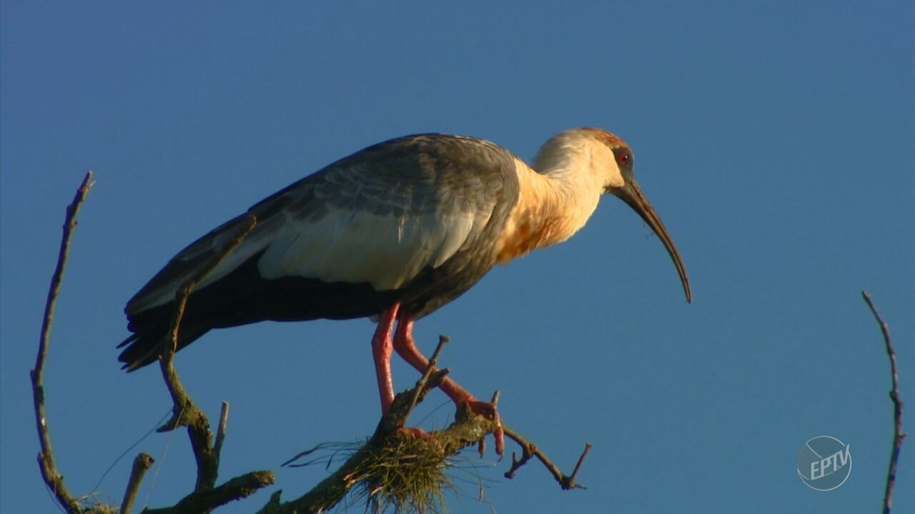 Ave conhecida como 'despertador do Pantanal' é resgatada por bombeiros em MT