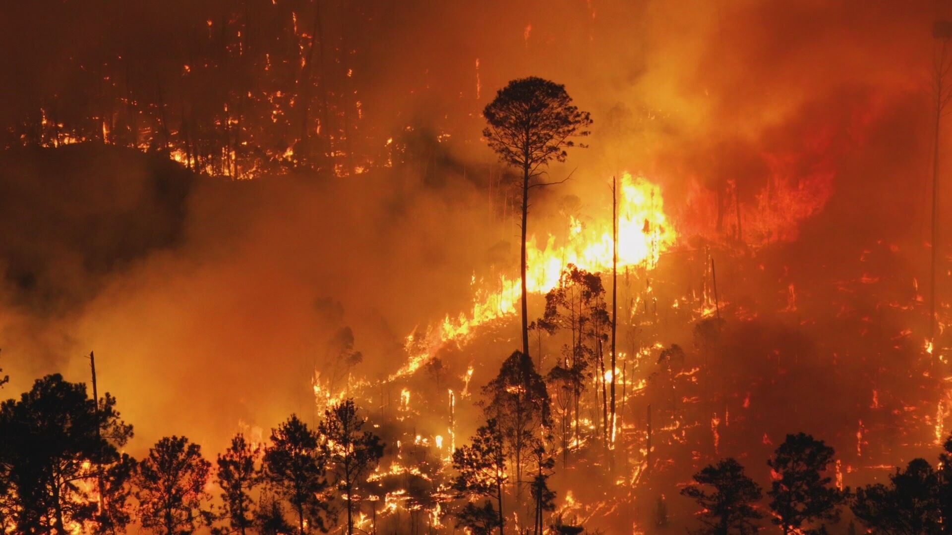 Fogo atinge a Flona, em Braslia