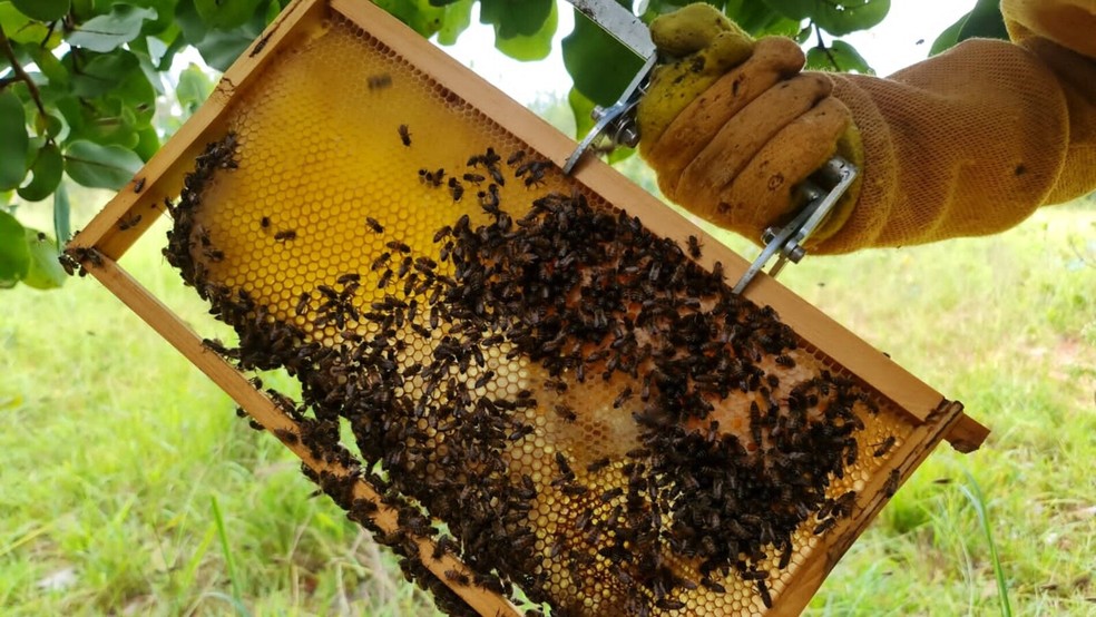 A espécie mais comum a ser utilizada na apicultura são a das abelhas africanizadas. — Foto: g1MS/RenataBarros